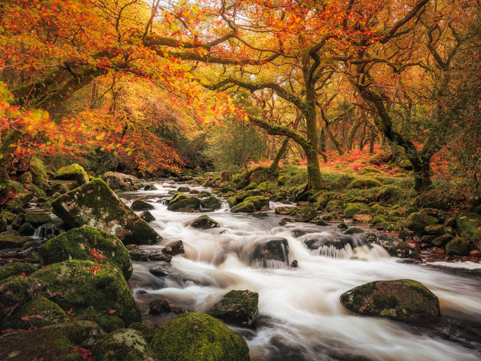 Autumnal forest scene with river flowing over mossy ricks