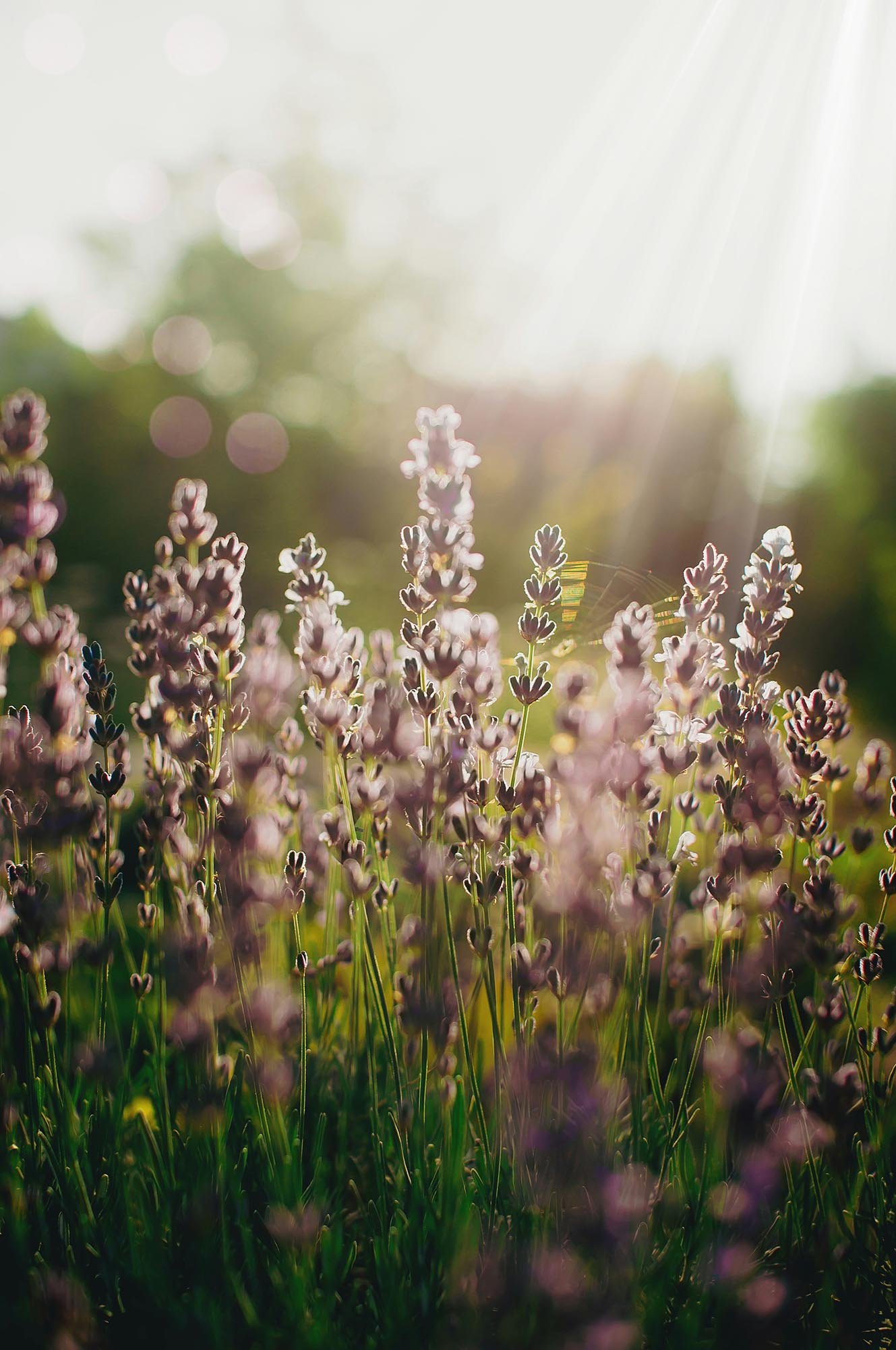Shot of lavenders in a field