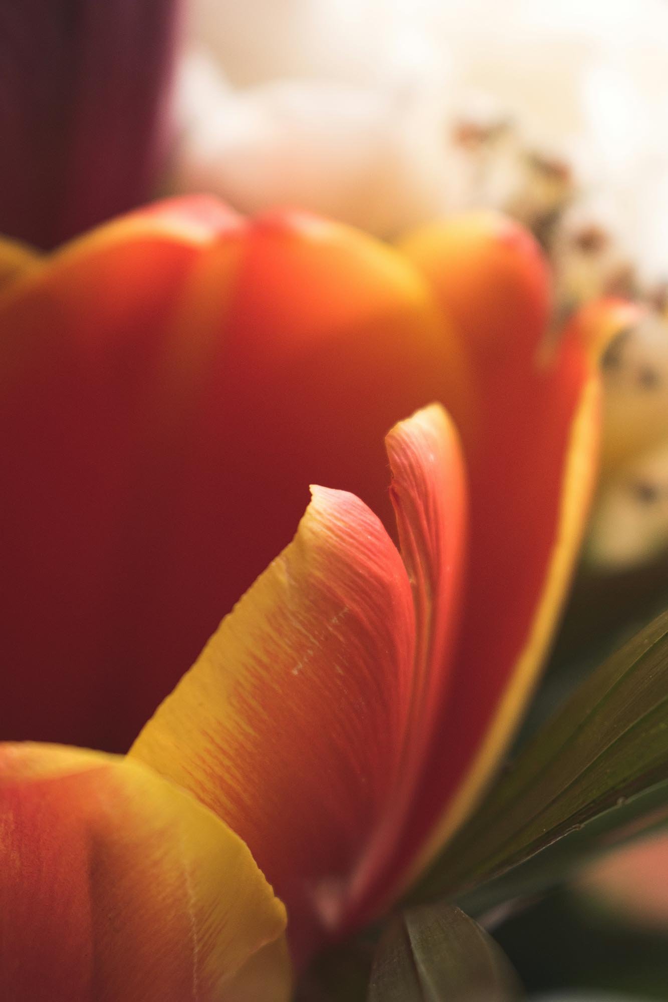 Close up shot of orange tulip petal