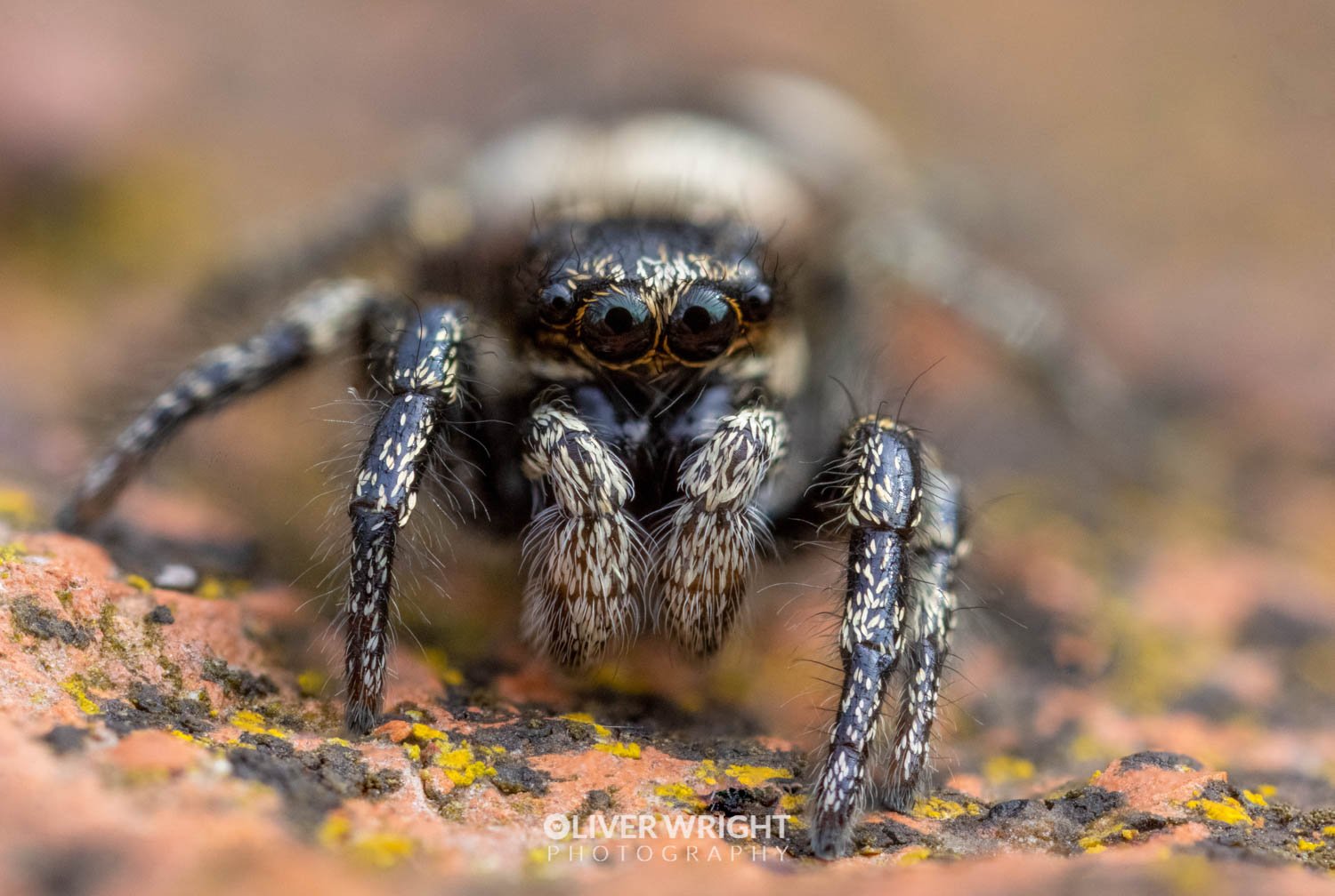 Macro photo of a spider
