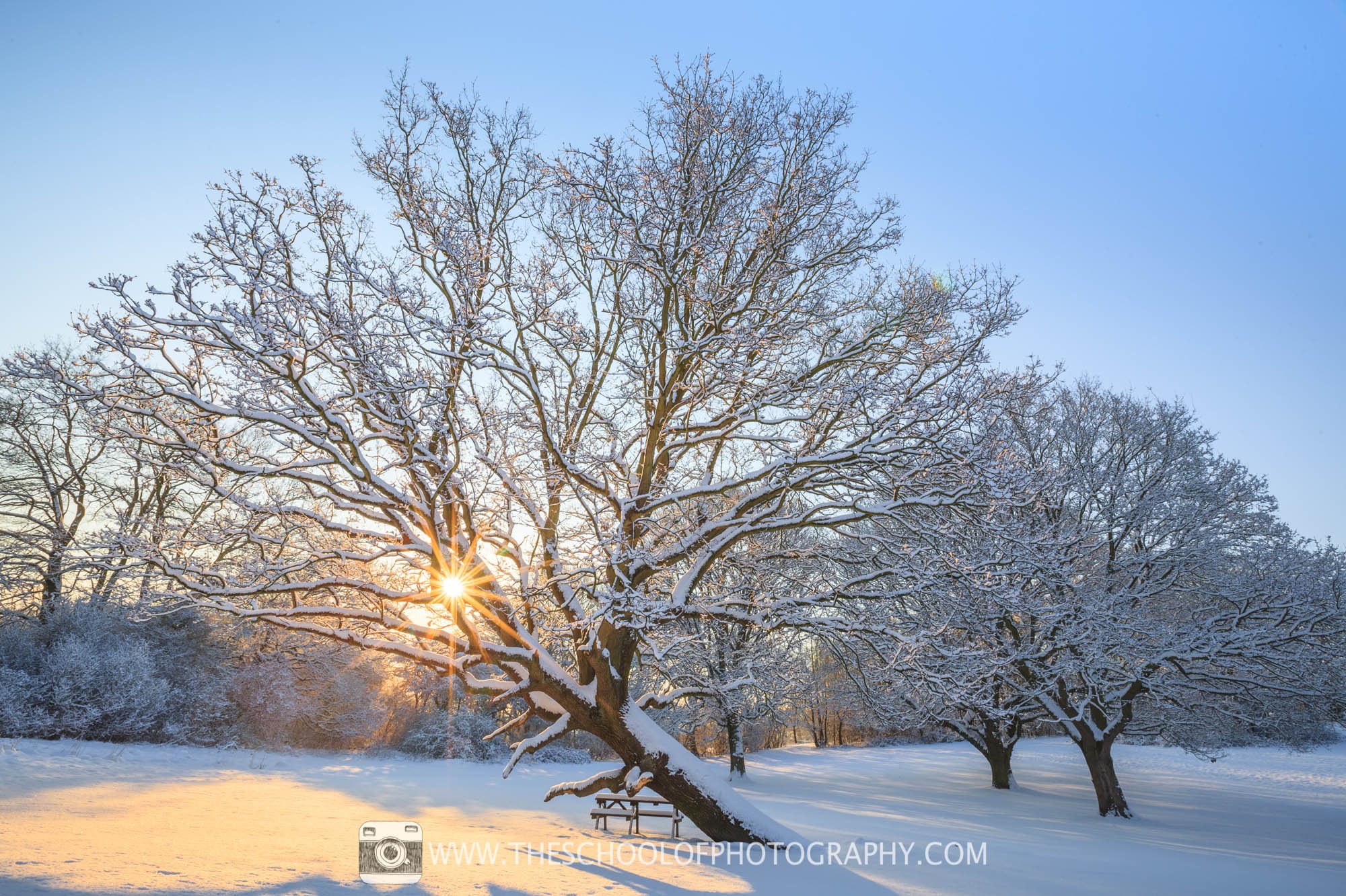 sunburst through a tree in a snowy scene